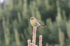 Phylloscopus subaffinis
