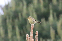 Phylloscopus subaffinis