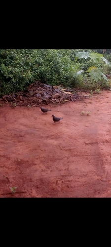 Feral Pigeon