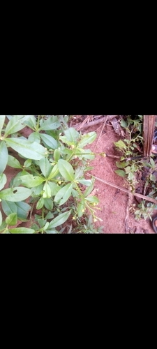 Philippine spinach