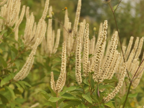 Image of Elsholtzia fruticosa by (c) Sagnik Dutta Roy, some rights reserved (CC BY)