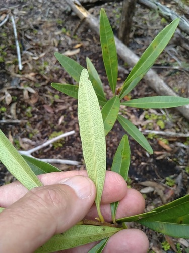 Image of Samadera bidwillii by (c) Tony van Kampen, some rights reserved (CC BY)