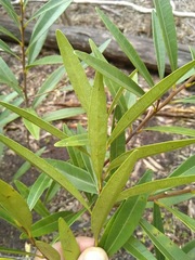 Samadera bidwillii