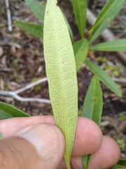 Samadera bidwillii