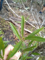 Samadera bidwillii