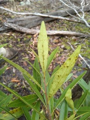 Samadera bidwillii