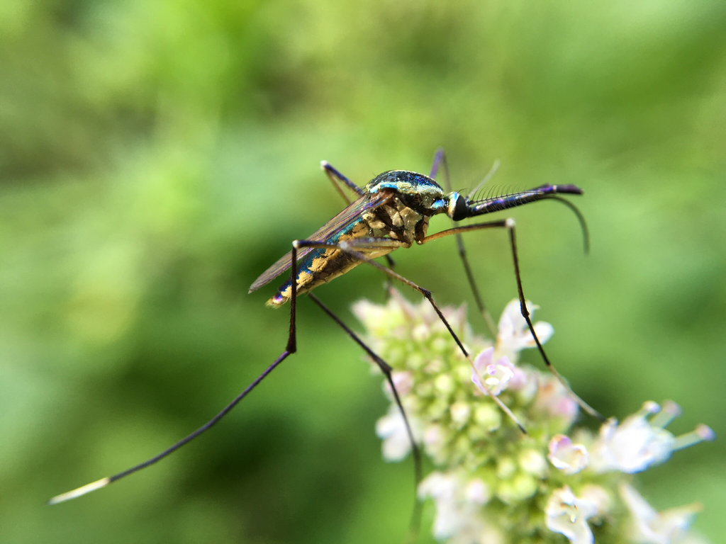 Carnivorous Mosquito