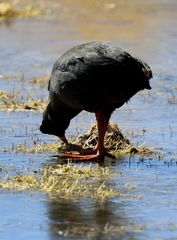 Fulica gigantea