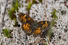 Phyciodes batesii