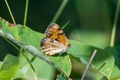 Phyciodes batesii