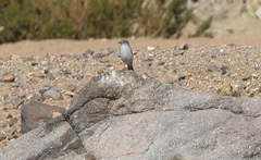 Muscisaxicola rufivertex