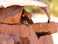 Cinclodes albiventris