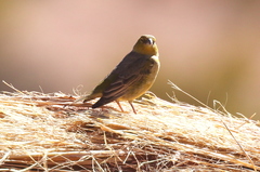 Sicalis uropygialis