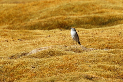 Muscisaxicola rufivertex