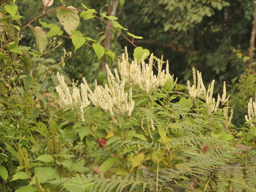 Image of Elsholtzia fruticosa by (c) Sagnik Dutta Roy, some rights reserved (CC BY)