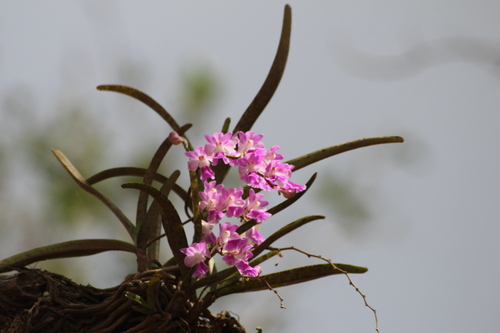 Image of Aerides maculosa by (c) Ramesh Shenai Jr., some rights reserved (CC BY)