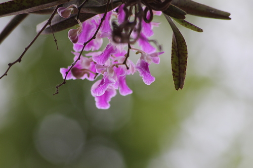 Image of Fox Brush Orchid (Aerides maculosa) by (c) Ramesh Shenai Jr., some rights reserved (CC BY)