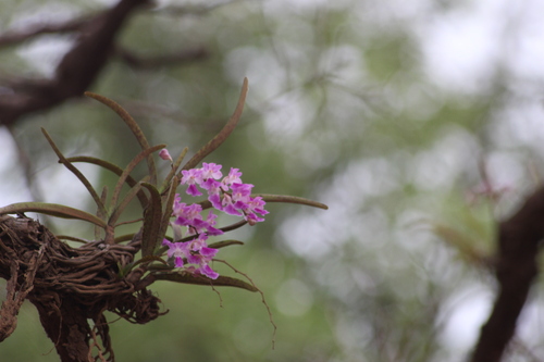 Image of Aerides maculosa by (c) Ramesh Shenai Jr., some rights reserved (CC BY)