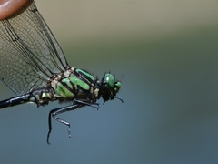 Ophiogomphus anomalus