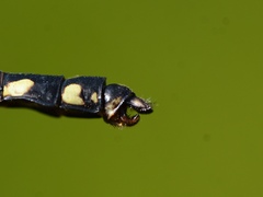 Ophiogomphus anomalus