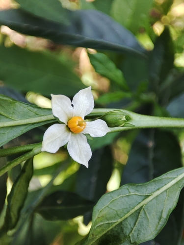 Solanum pseudocapsicum