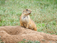 Cynomys ludovicianus