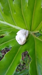 Boana platanera