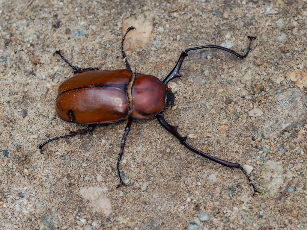 E. longimanus longimanus 04 セラムドウナガテナガコガネ標本 セラム