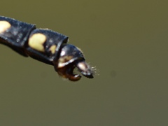 Ophiogomphus anomalus