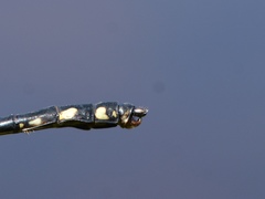 Ophiogomphus anomalus