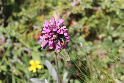 Betonica hirsuta (Betonica hirsuta)
