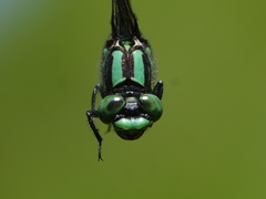 Ophiogomphus anomalus