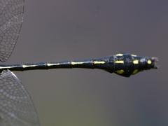 Ophiogomphus anomalus