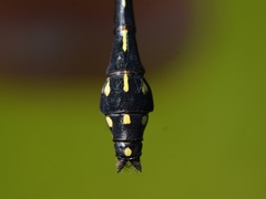 Ophiogomphus anomalus