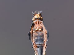 Ophiogomphus anomalus