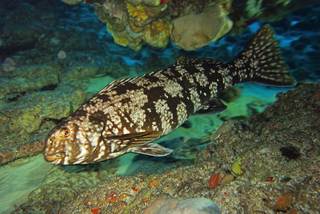 Cockatoo Morwong