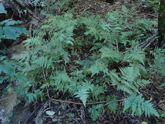 Parapolystichum microsorum pentangulare