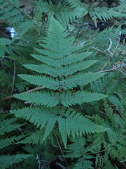 Parapolystichum microsorum pentangulare