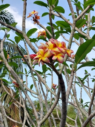 Mexican Plumeria