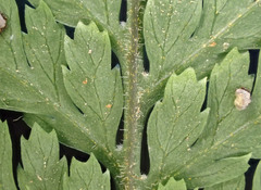 Parapolystichum microsorum pentangulare