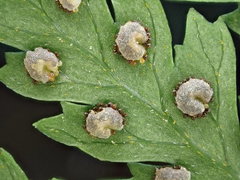 Parapolystichum microsorum pentangulare