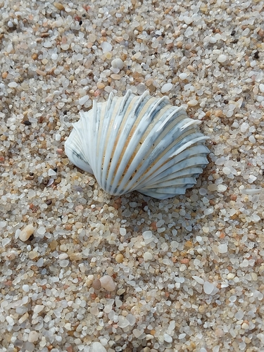 great ribbed cockle