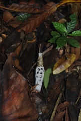 Staheliomyces cinctus