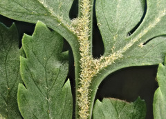 Parapolystichum microsorum pentangulare