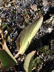 Veronica wyomingensis