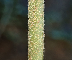 Parapolystichum microsorum pentangulare