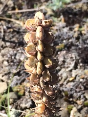 Veronica wyomingensis