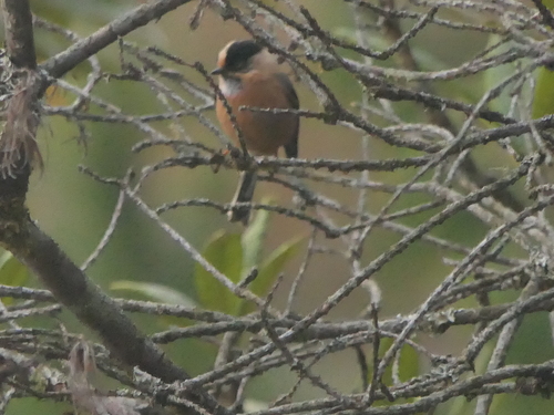 Black-browed Bushtit (Aegithalos iouschistos), photo 10