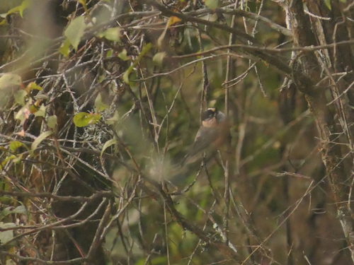 Black-browed Bushtit (Aegithalos iouschistos), photo 8