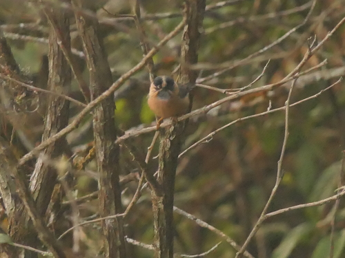 Black-browed Bushtit (Aegithalos iouschistos), photo 10